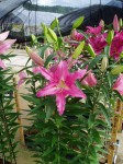 [6284 Lilium 67 No02.JPG]